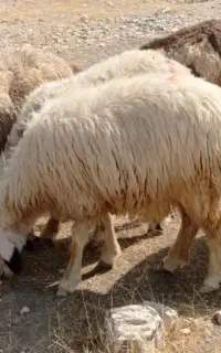 میش داشتی