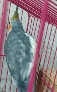 دو عدد عروس هلندی اشتی نر و ماده