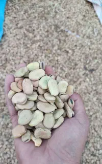 باقلا