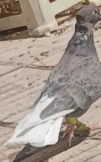 7 عدد کفتر