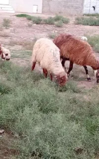 ۵راس گوسفند جوان به شرط مخصوص پرواری قیمت مناسب
