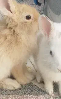 توله خرگوش لوپ