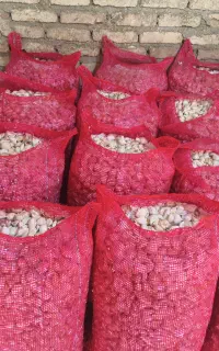 سیر پلار بذر