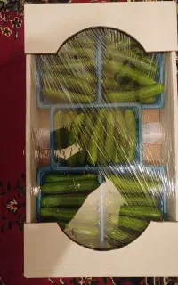 خیار درختی گلخانه