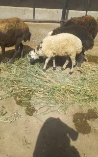 بره نر سفید