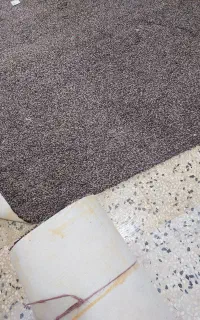 موکت خواب دار