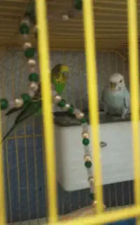 مرغ عشق