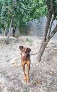 سگ دوبرمن