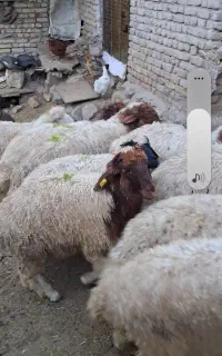 بره میش بز جهت قربانی موجود است