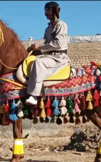 اسب اصیل کورد