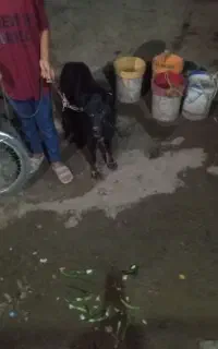 واگزاری