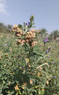 بذر یونجه