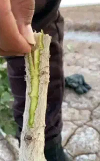 پیوند درختان پسته
