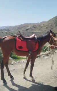 اسب آرام