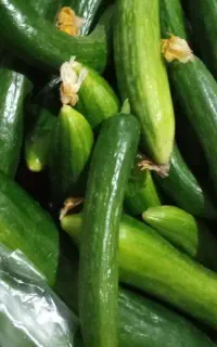 خیار مخصوص خیارشوری