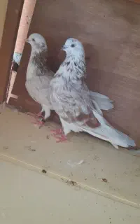 چند جفت کبوتر پرشی
