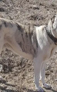 سگ خراسانی