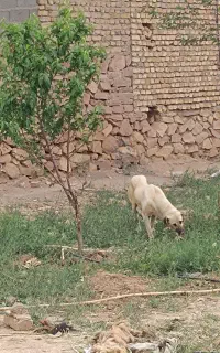 سگ سرابی پژدرتوله