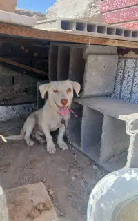 سگ نر