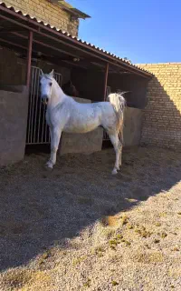 مادیان کرد سواریدار شکم طلا