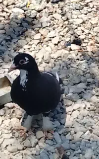چهارتا ماده خوشگل