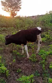 گوساله نر ۶ماهه