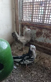 جوجه دمبی کاکولی