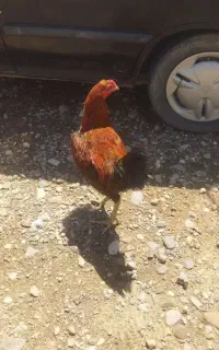 خروس لاری