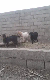 فروش بزغاله