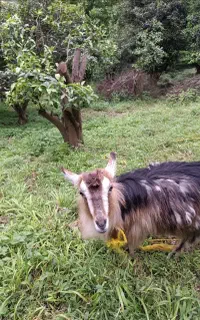 بز ماده