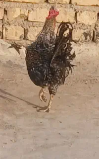 خروس گلین ۸ ماهه