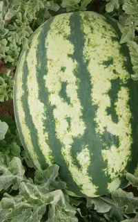 هندوانه  وزن درشت