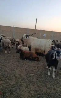 سابرین دو رگ