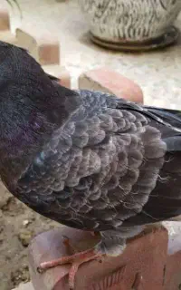 کبوتر گمشده