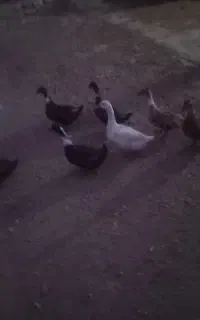 اوردک وغاز