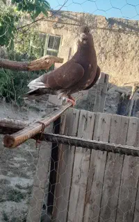 کبوتر