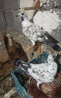 فروش چند کبوتر شهری ۱جفت یک جفت گوره ای