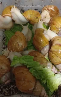 تعدادی حلزون