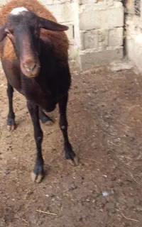 فروش گوسفند افشاری