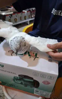 یک جفت کبوتر