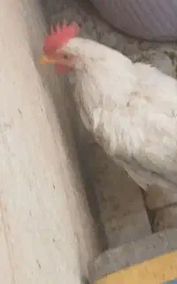مرغ