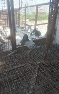 کبوتر۷۰۰نشسته به روز