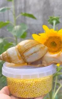 حلزون قیمت مناسب/واگذاری سه عدد رایگان