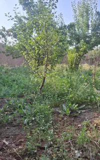 خرید وفروش علف هرز