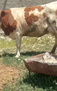 گاو سمینتال شیری به همراه گوساله سمینتال نر