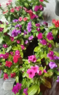 گل پریوش سیکاس بگونیا