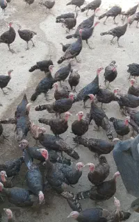 فروش بوقلمون