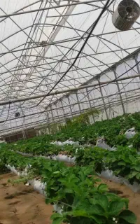ساخت گلخانه