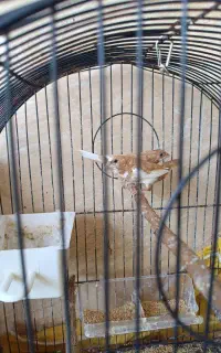 دوتا فنچ بنگالی