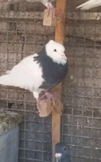 طوقی نر کلافه